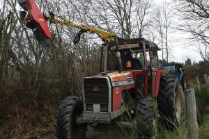 Elagage des branches basses